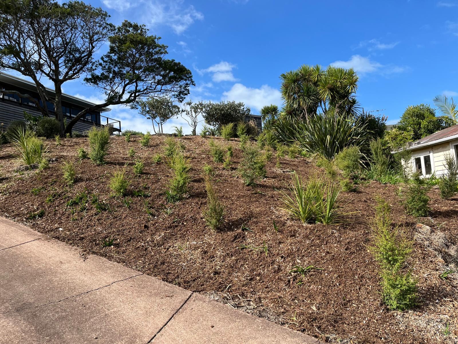 Garden recovery and planting Waiheke Island