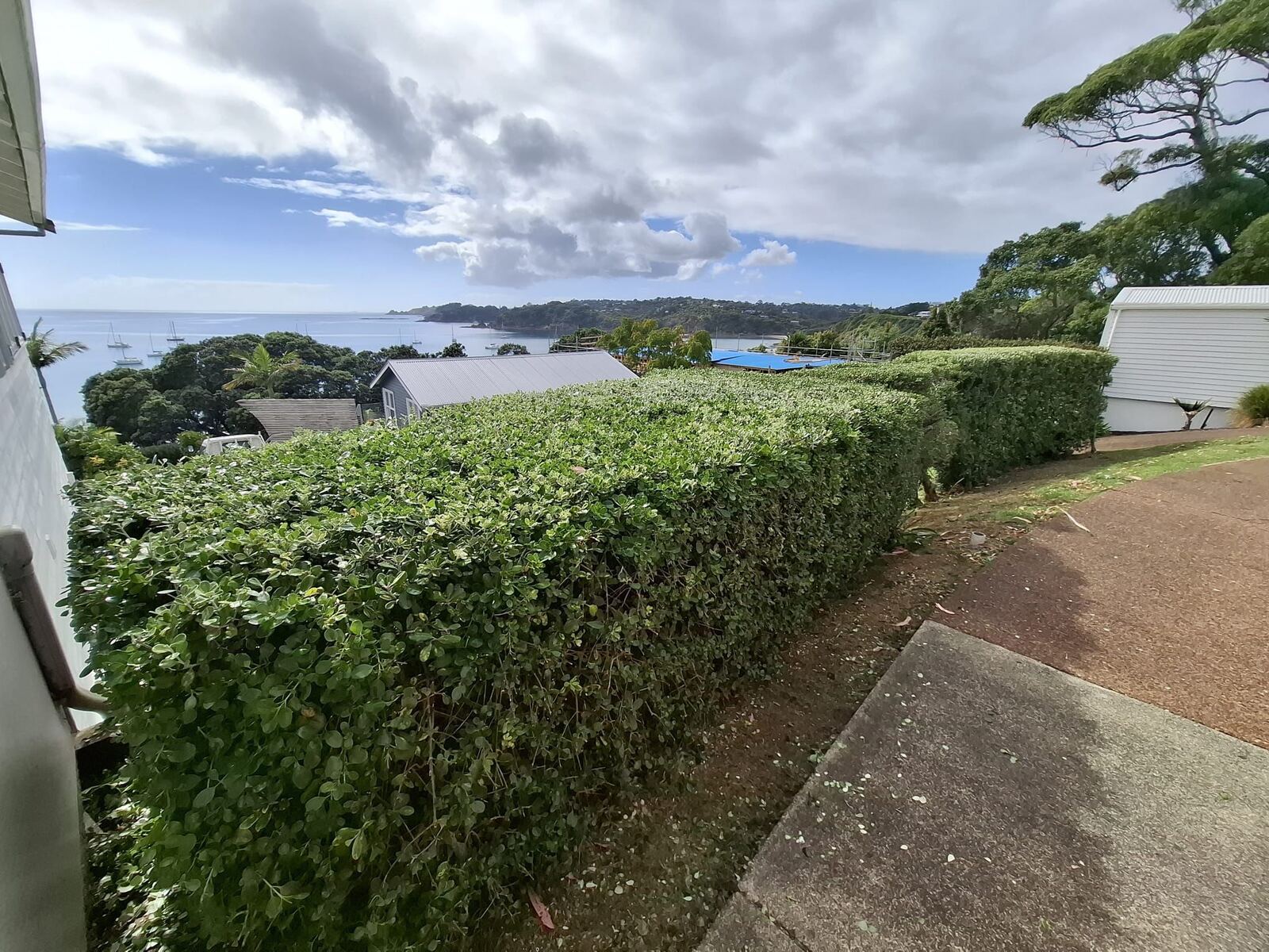 Hedge trimming result Waiheke Island