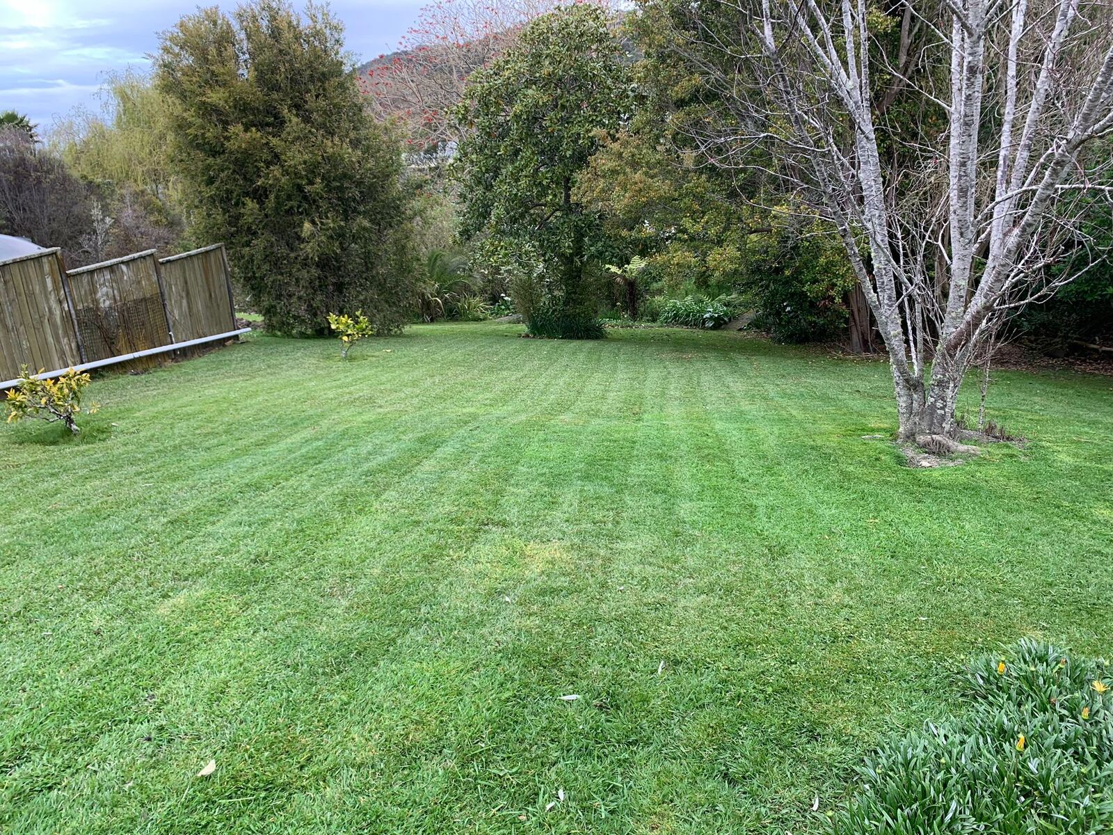 Freshly mowed lawn with perfect stripes - Waiheke Island