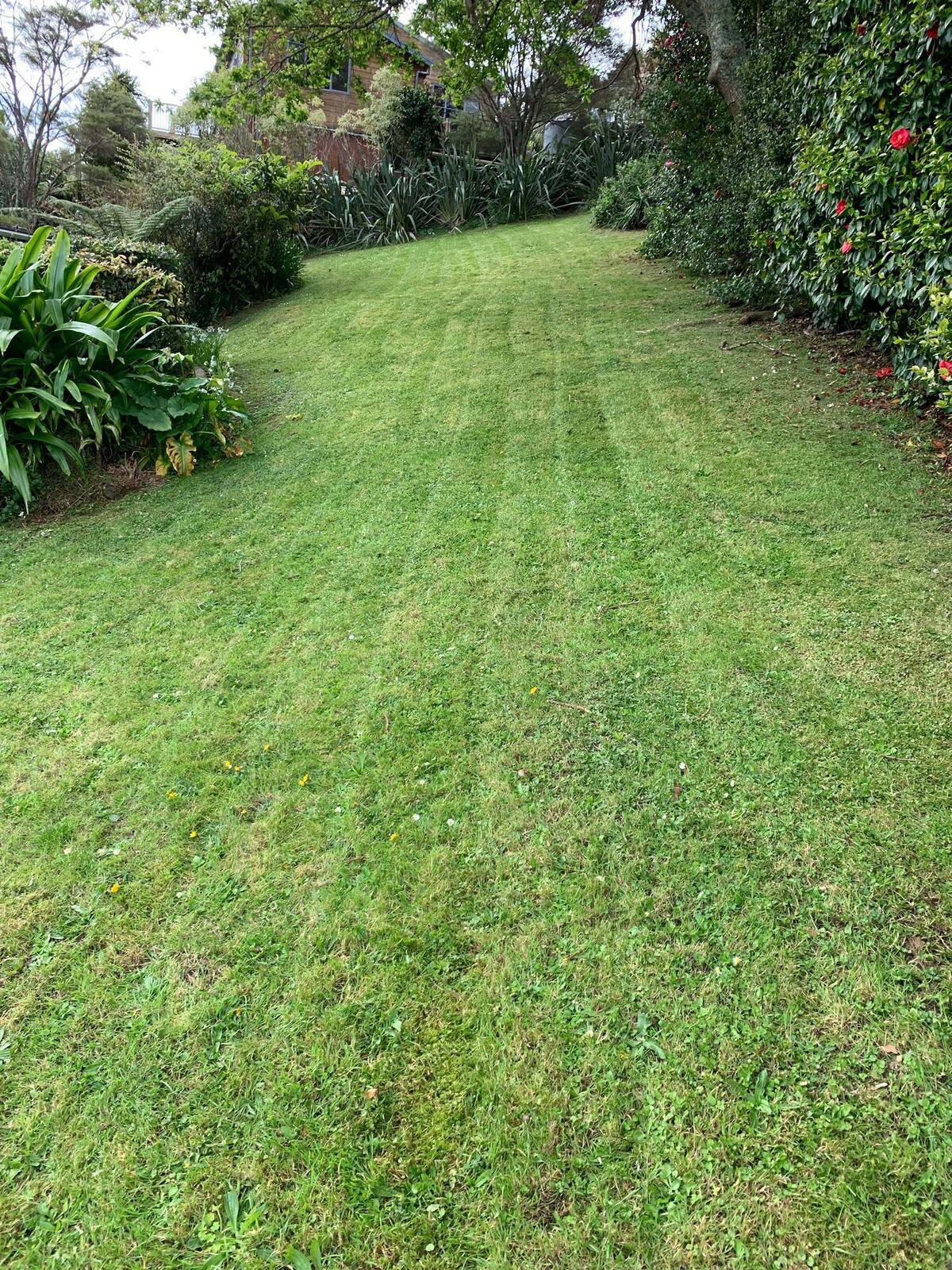 Professional lawn mowing result Waiheke