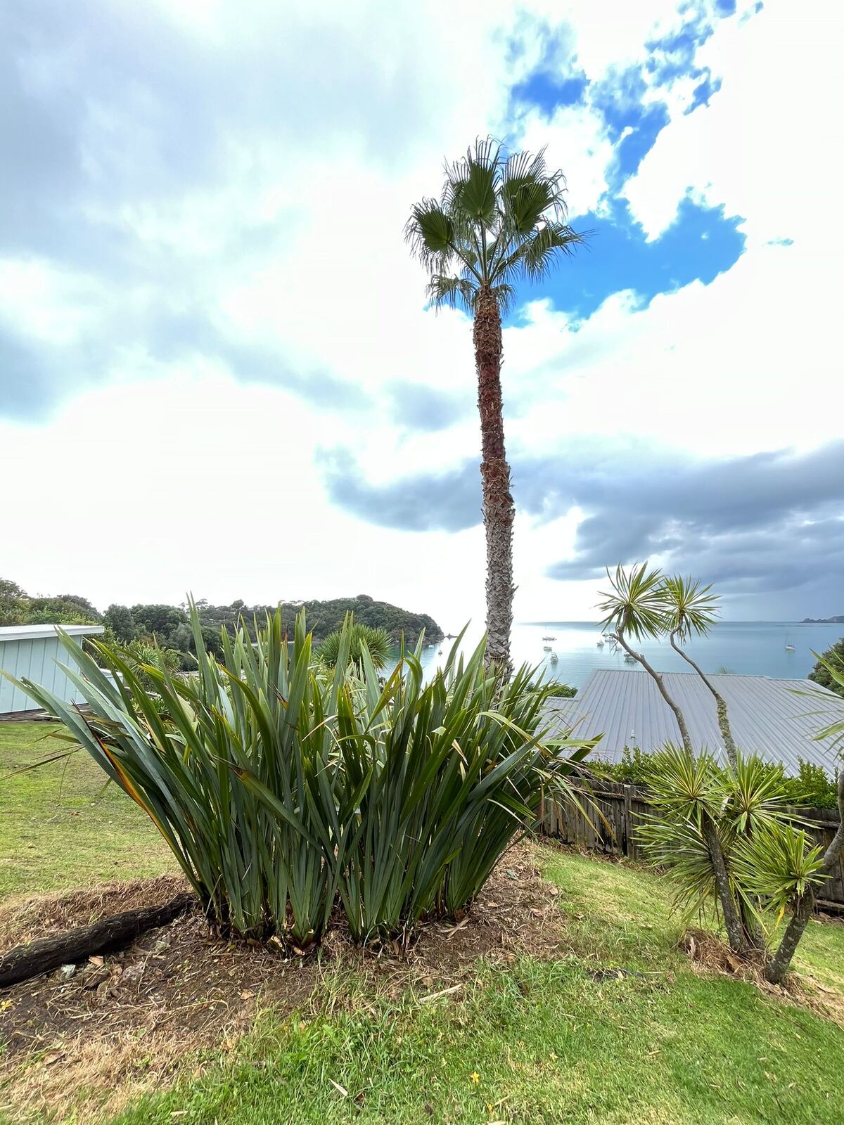 Tall palm with native garden and harbour view Waiheke