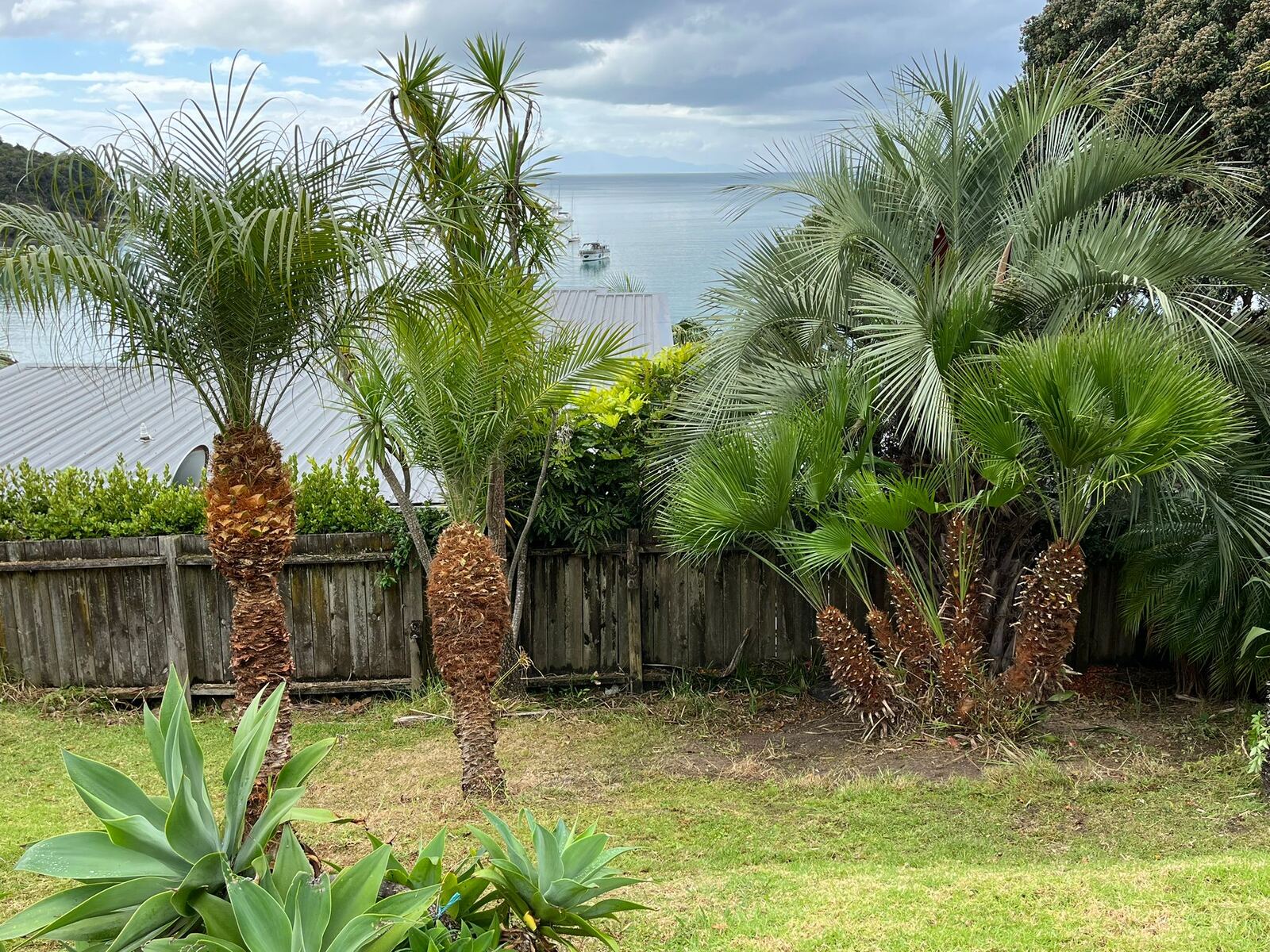 Palm skinning and pruning with Waiheke Island water view
