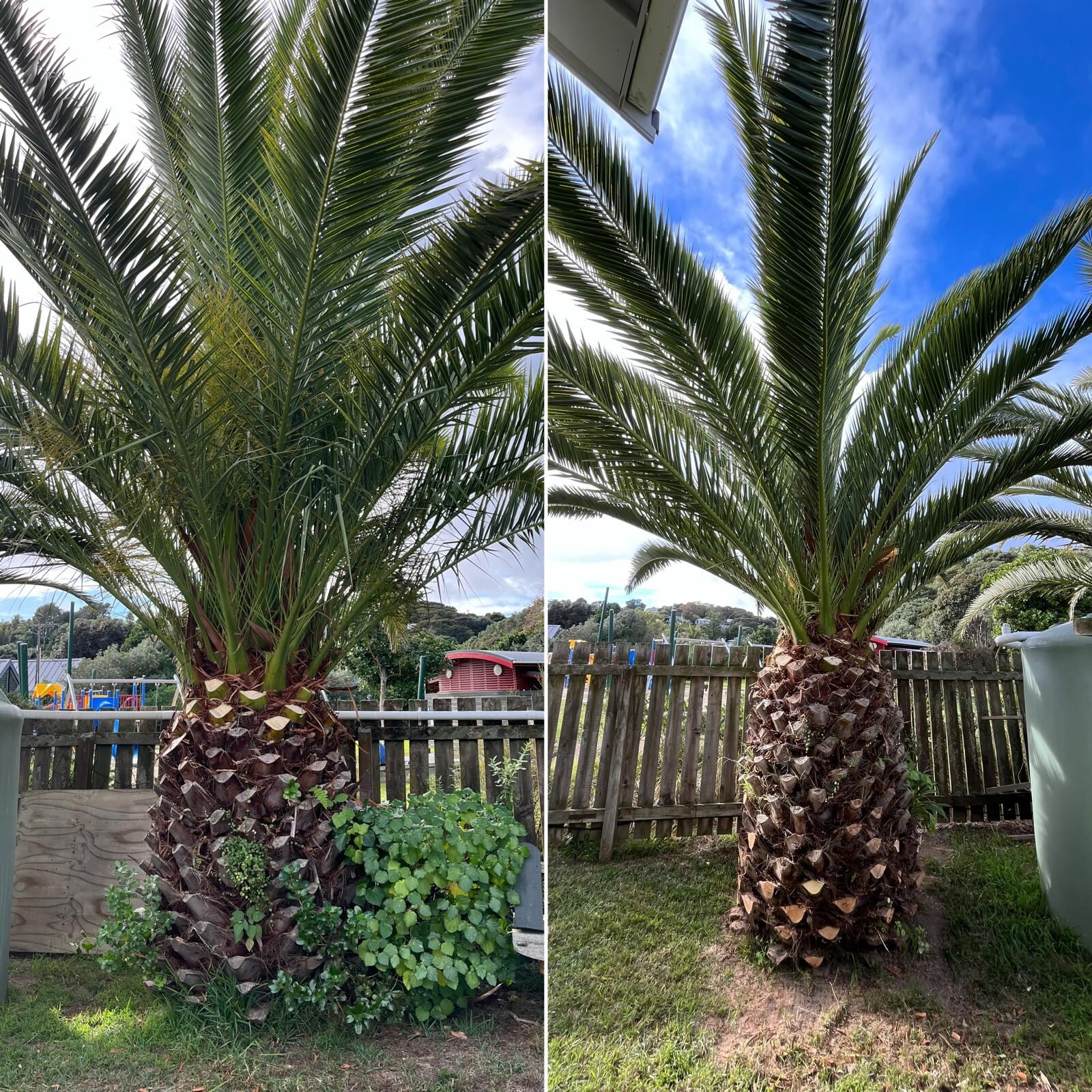 Before and after palm tree clean up Waiheke Island