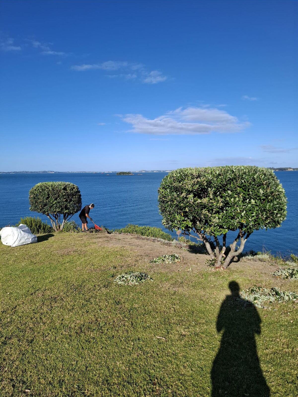 Pruned trees with ocean view Waiheke Island